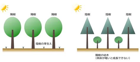 陽樹|陰樹と陽樹の違いと代表的な樹木 